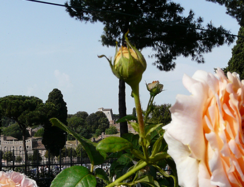 Jardim de rosas de Roma